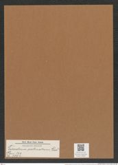Triceratium pectinatum Grev. (de-Toni-Nr.: Genus 140, Species 3772) Zeichnungen Sammlung Grunow Mappe 03867 (Herbarium_W_Grunow_drawings_Folder_03867)